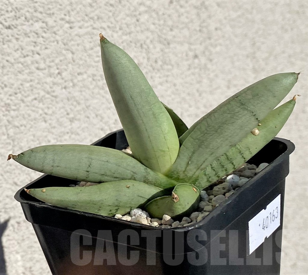 SHPR40163 Sansevieria boncel 'Platinum' - Image 3