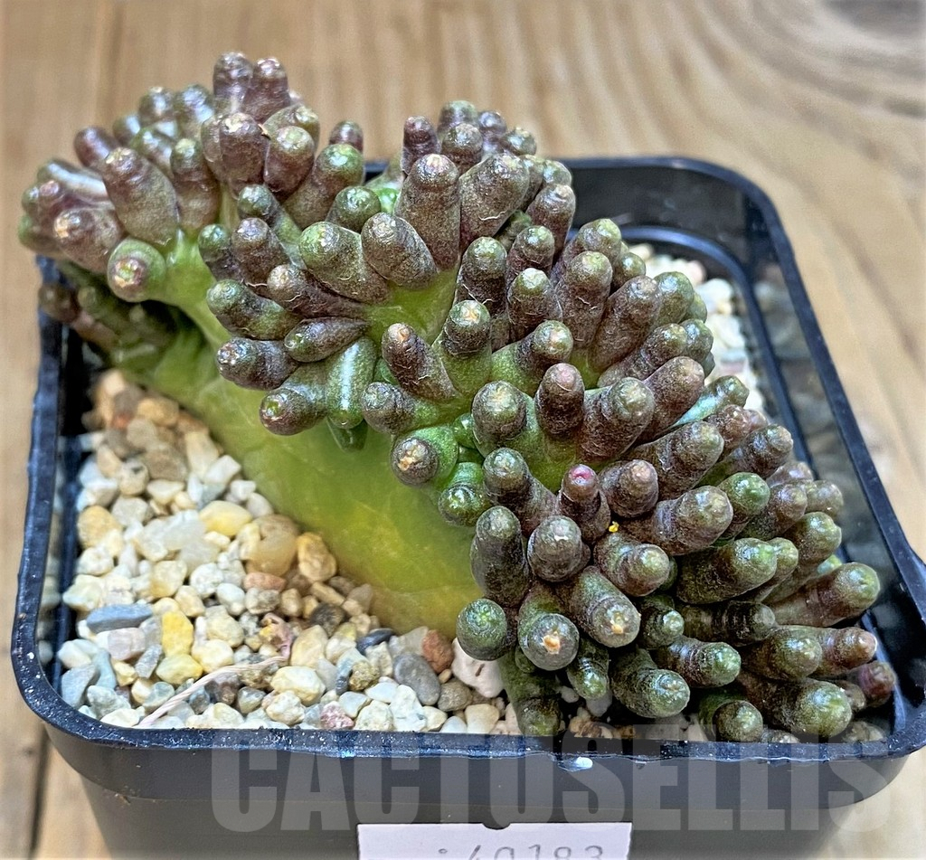 SHPR40183 Mammillaria bocasana 'Fred'