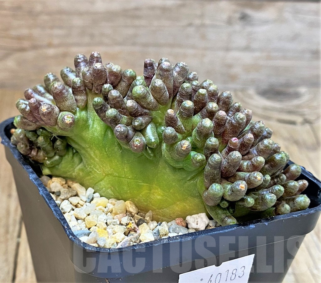 SHPR40183 Mammillaria bocasana 'Fred' - 画像 (2)