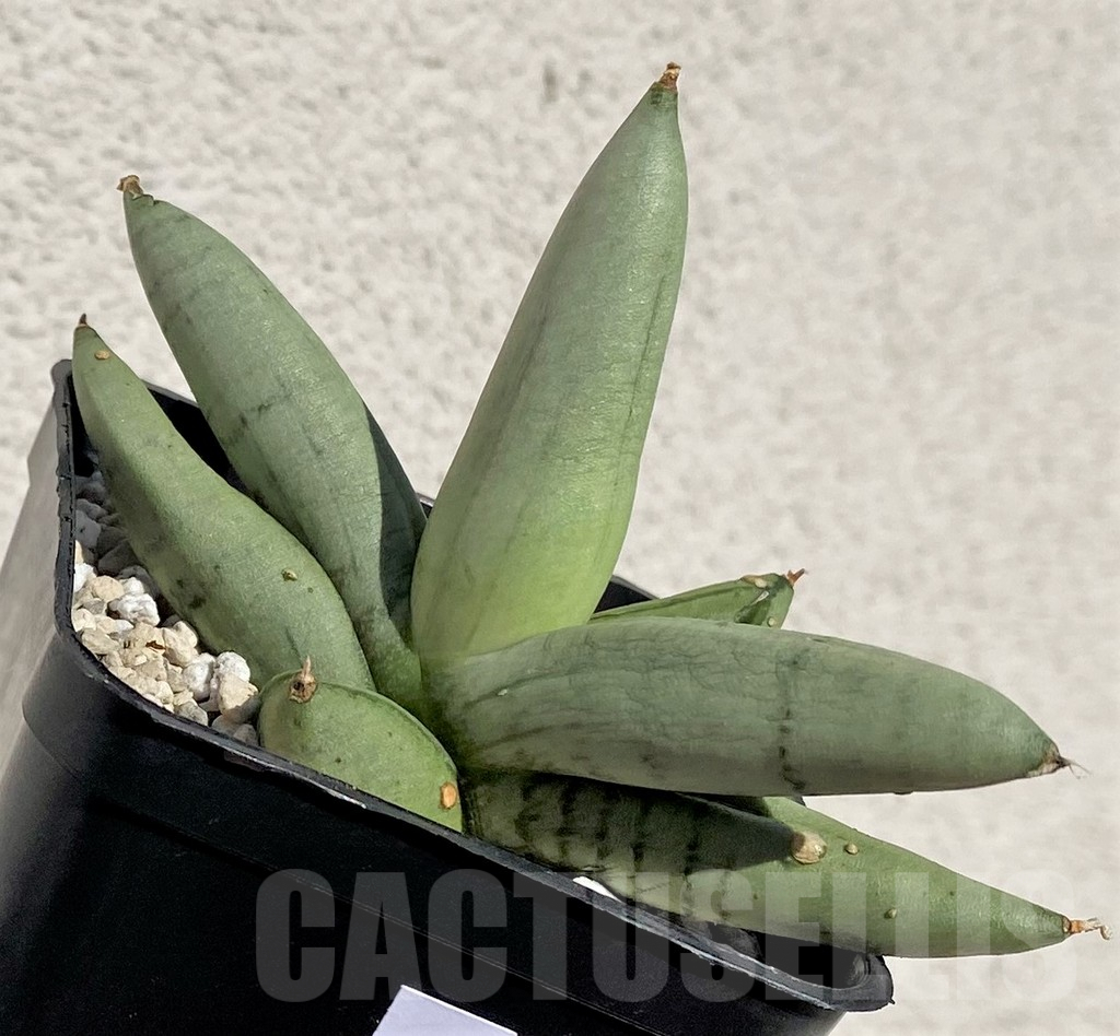 SHPR40163 Sansevieria boncel 'Platinum' - Image 2