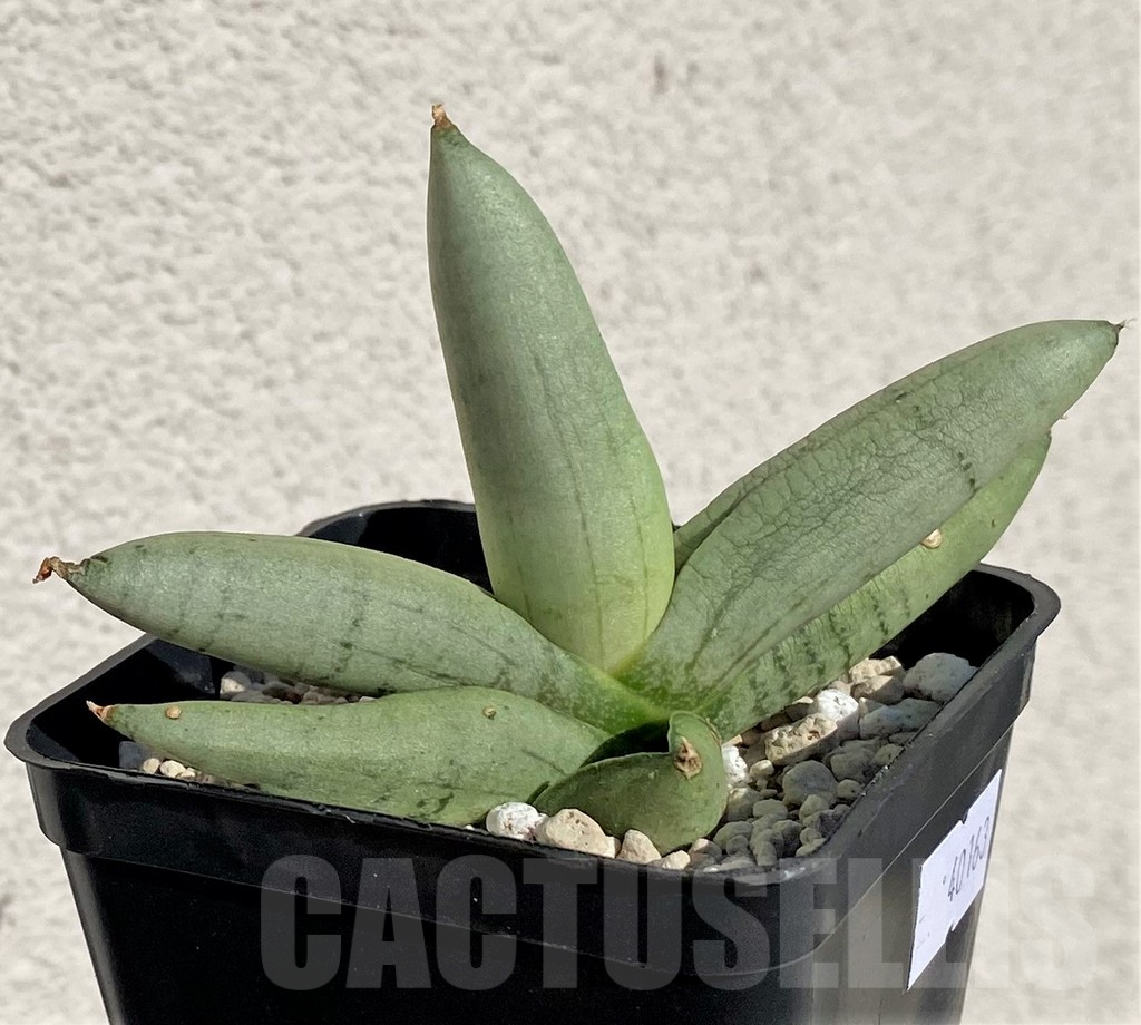SHPR40163 Sansevieria boncel 'Platinum'