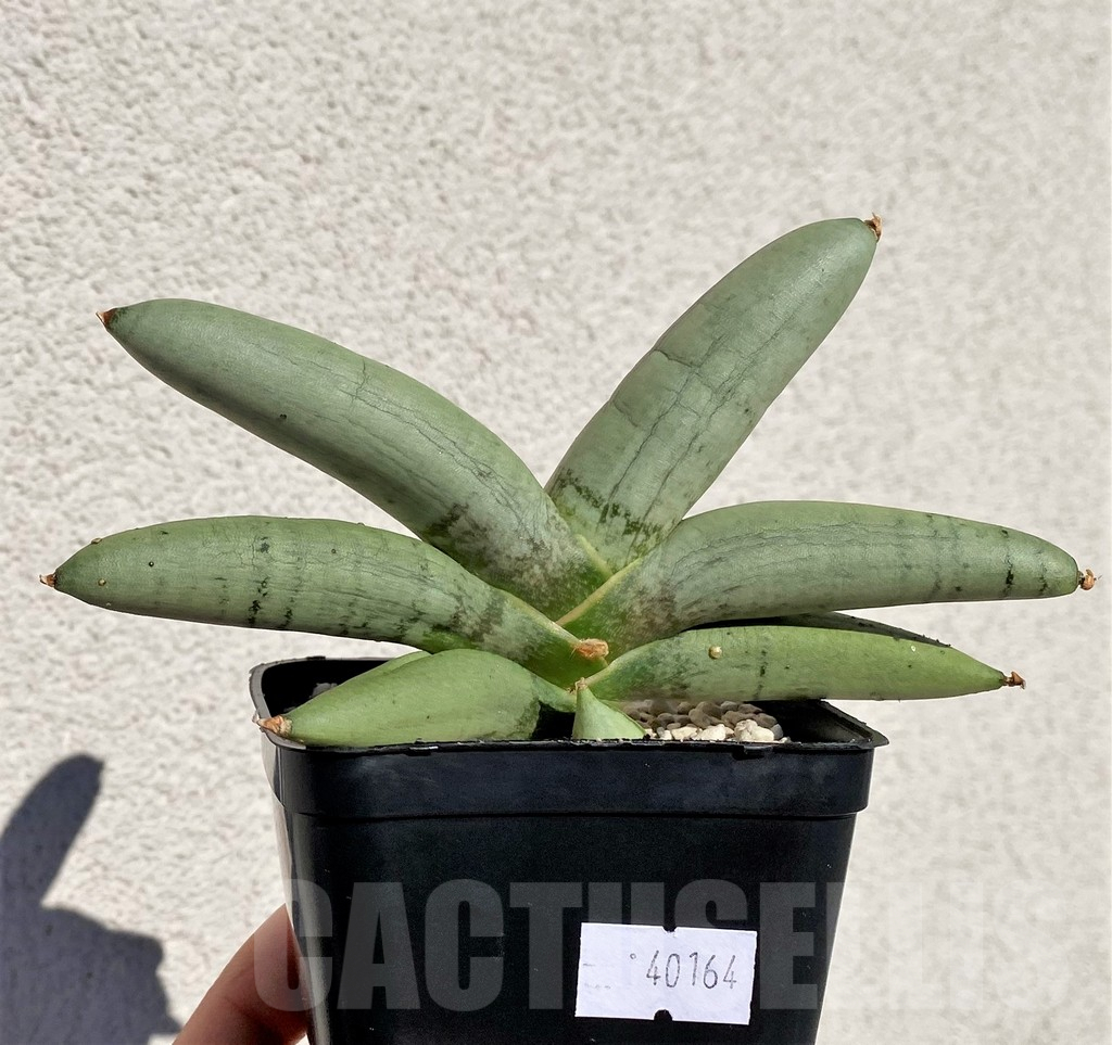 SHPR40164 Sansevieria boncel 'Platinum' - 画像 (2)