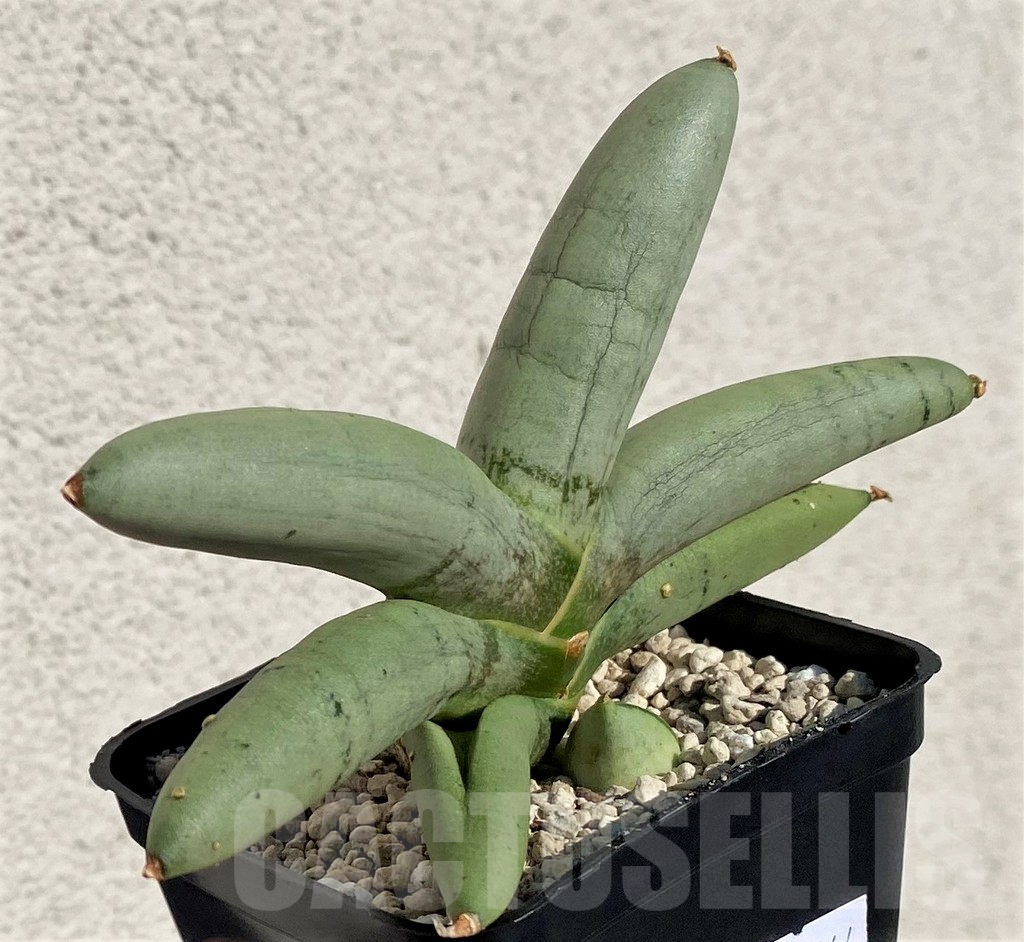 SHPR40164 Sansevieria boncel 'Platinum'