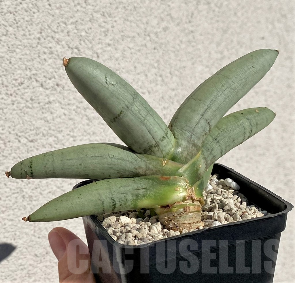 SHPR40164 Sansevieria boncel 'Platinum' - 画像 (3)