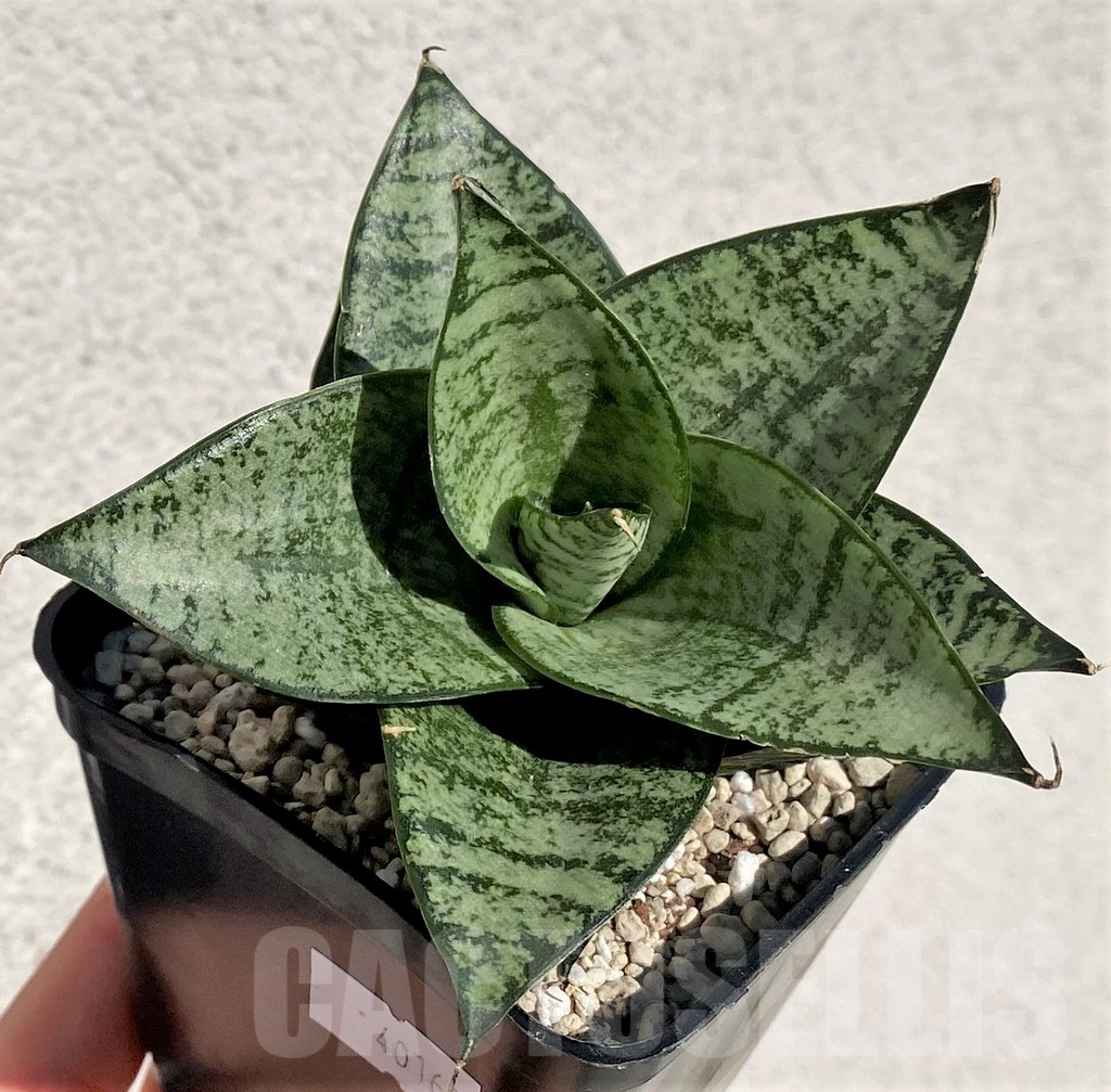 SHPR40160 Sansevieria 'Ehrendel' - Image 2