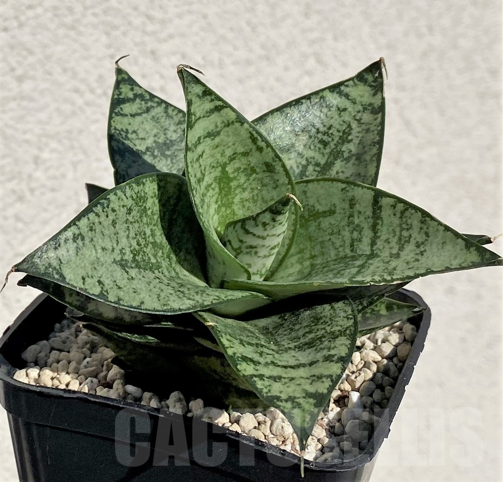 SHPR40160 Sansevieria 'Ehrendel'