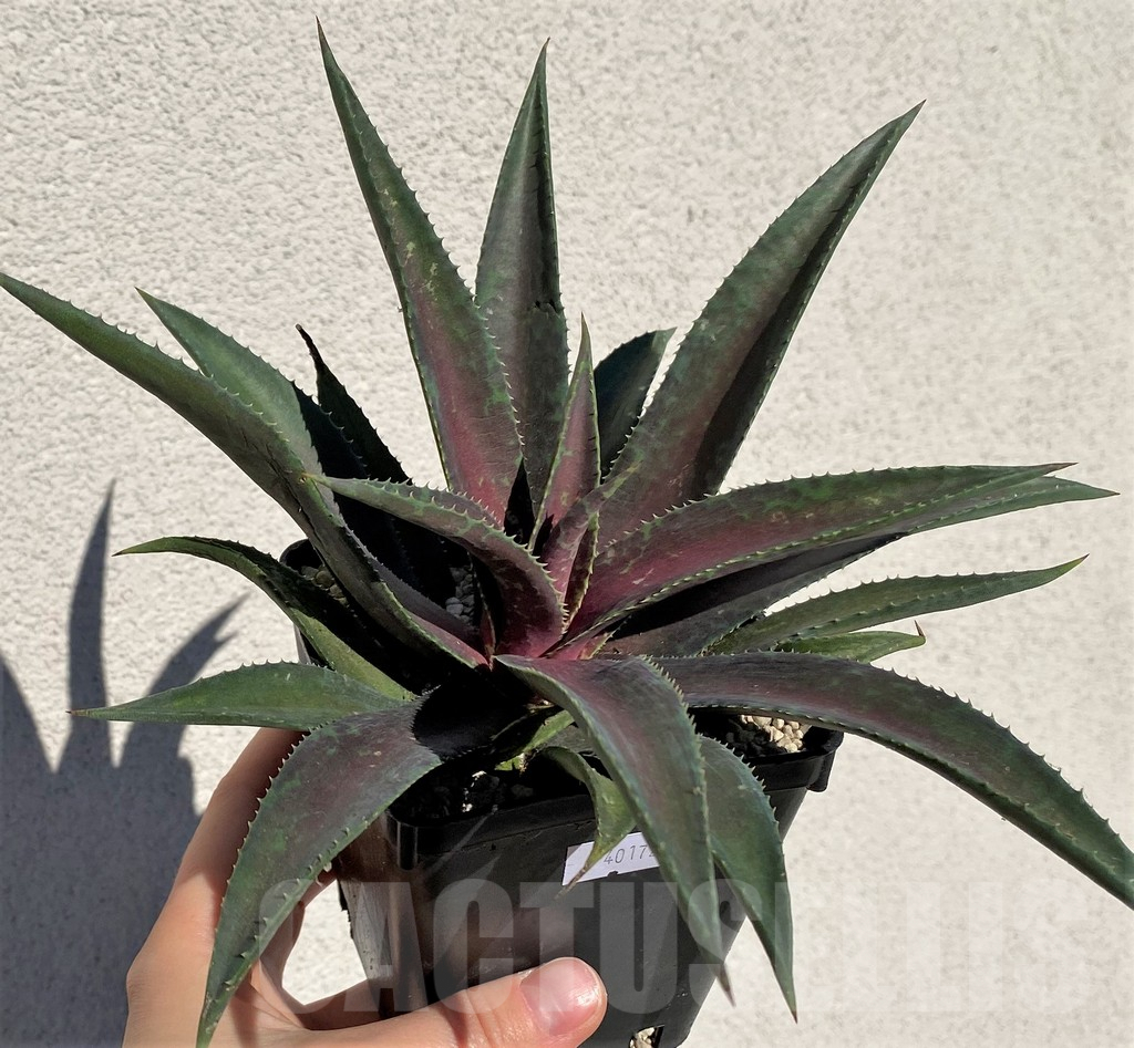 SHPR40172 Mangave 'Blazing Saddles' – Image 2