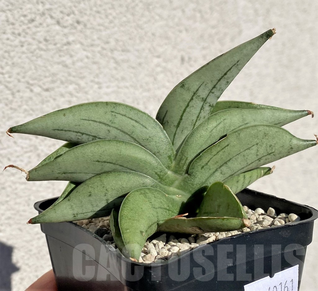 SHPR40161 Sansevieria 'Mee dee'