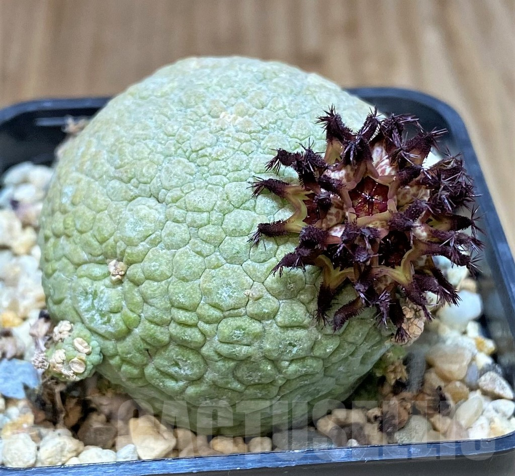 SHPR40146 Pseudolithos migiurtinus