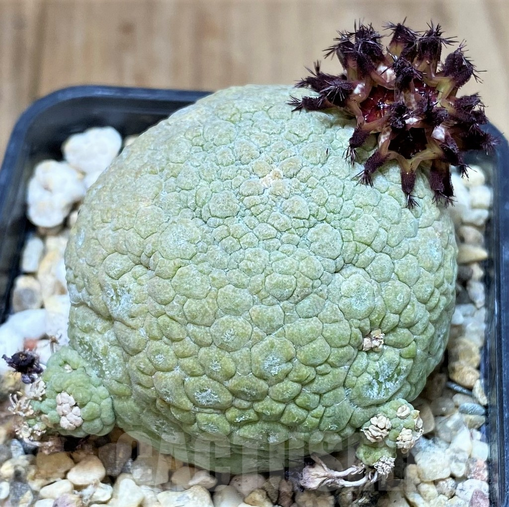 SHPR40146 Pseudolithos migiurtinus - immagine 2