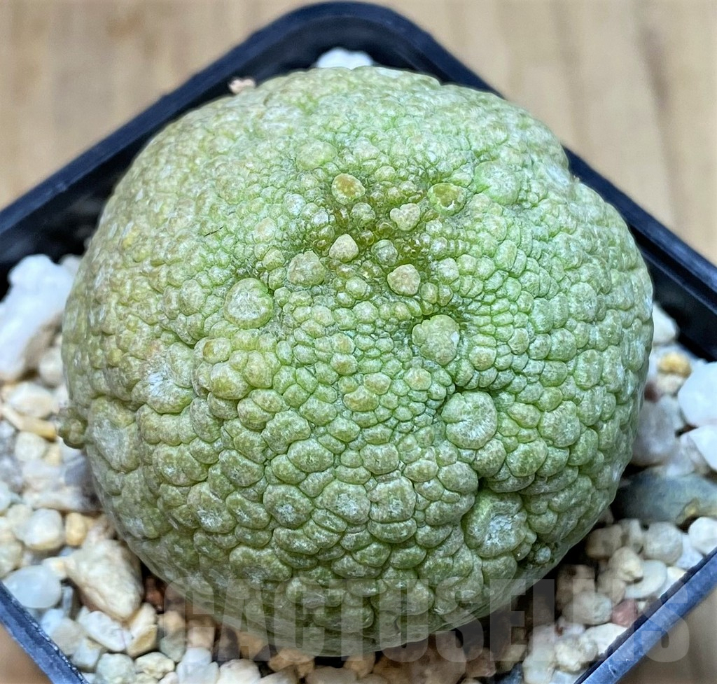 SHPR40147 Pseudolithos migiurtinus