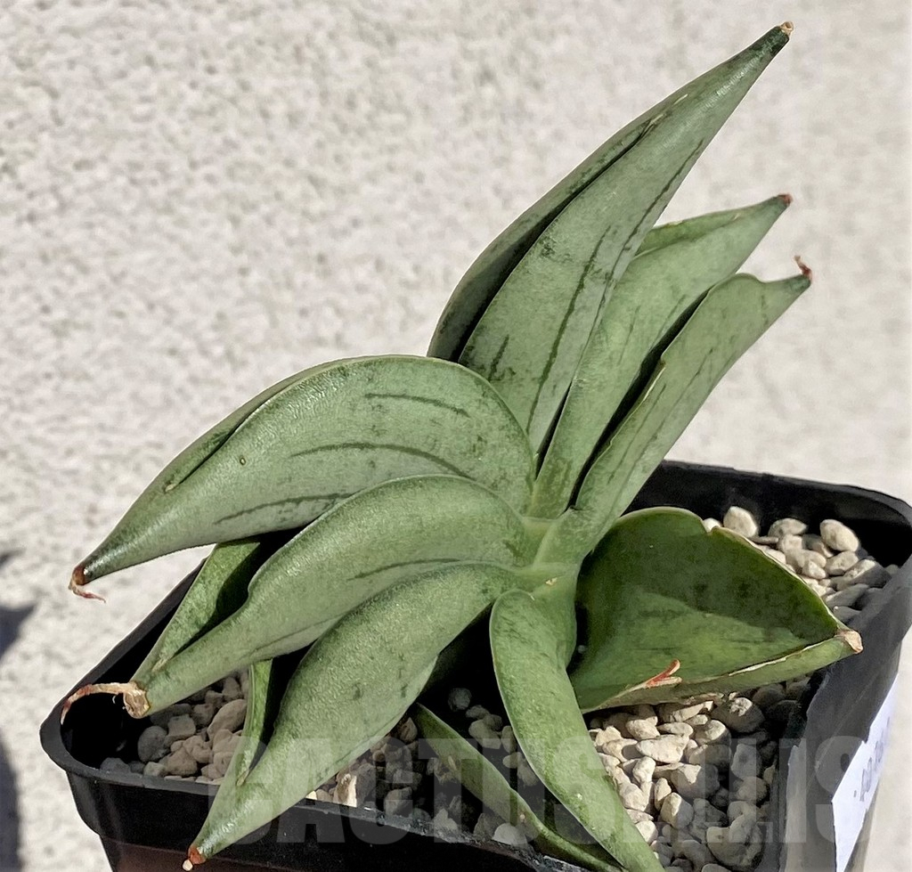 SHPR40161 Sansevieria 'Mee dee' - 画像 (2)