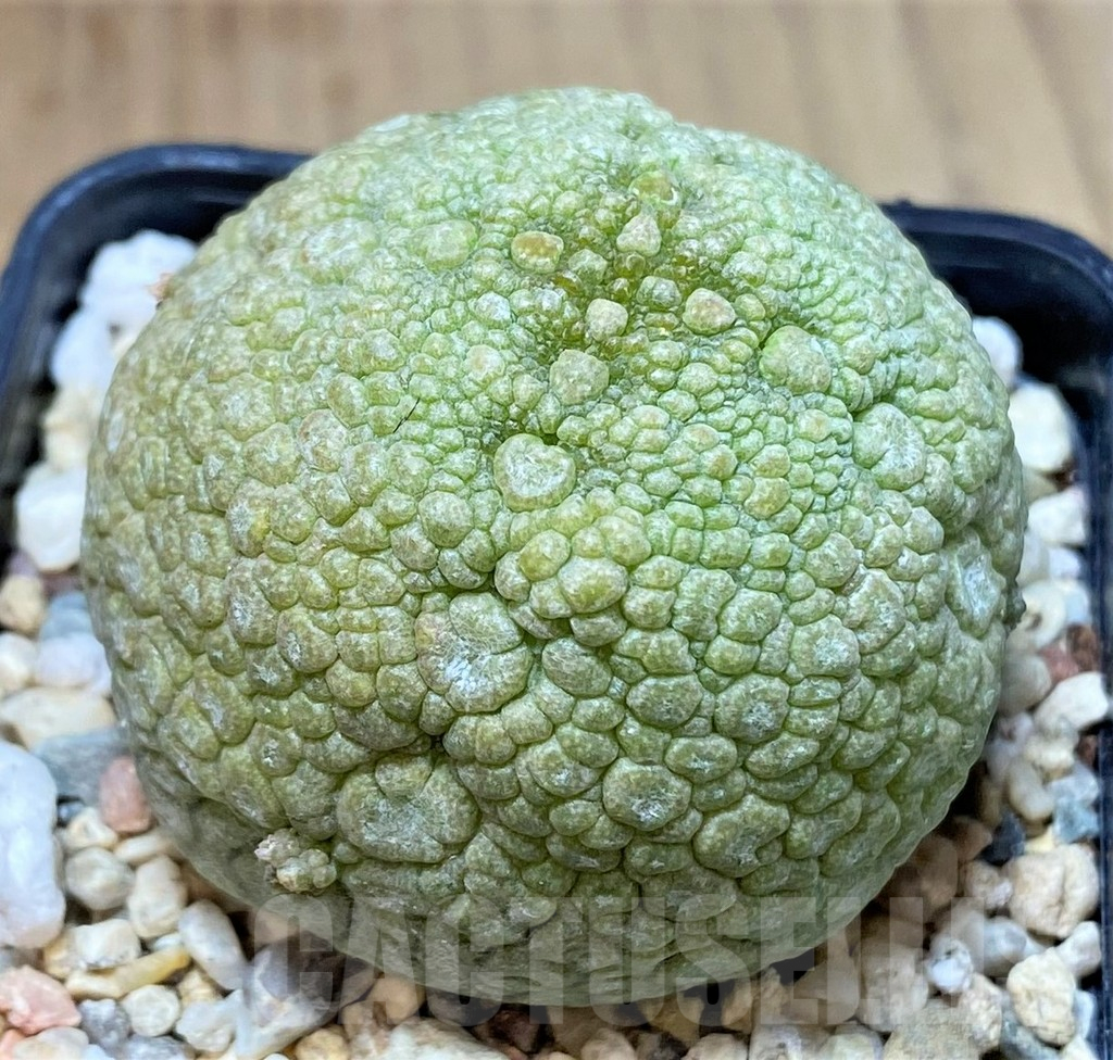 SHPR40147 Pseudolithos migiurtinus - immagine 2