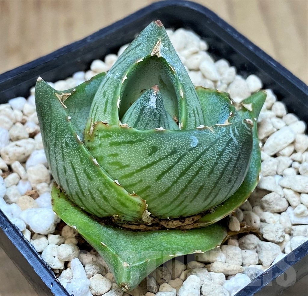 SHPR40154 Agave pumila - Image 2