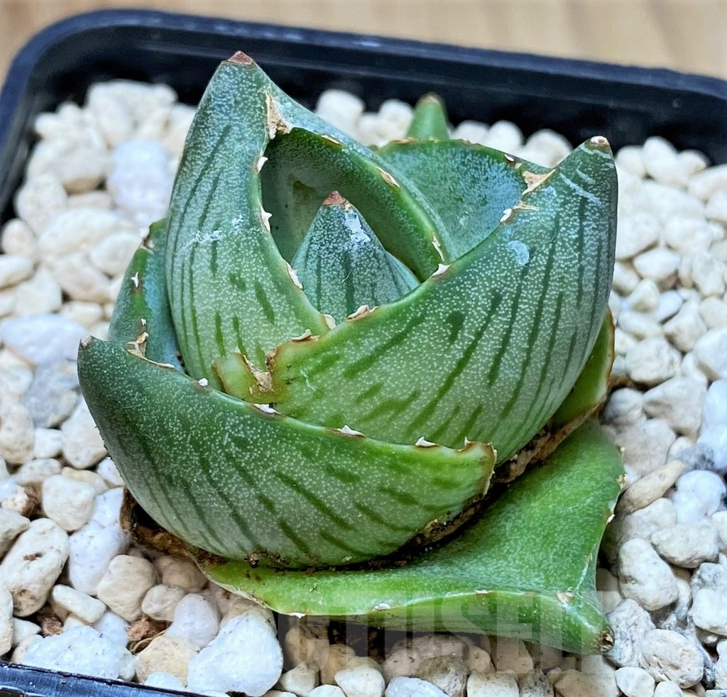 SHPR40154 Agave pumila