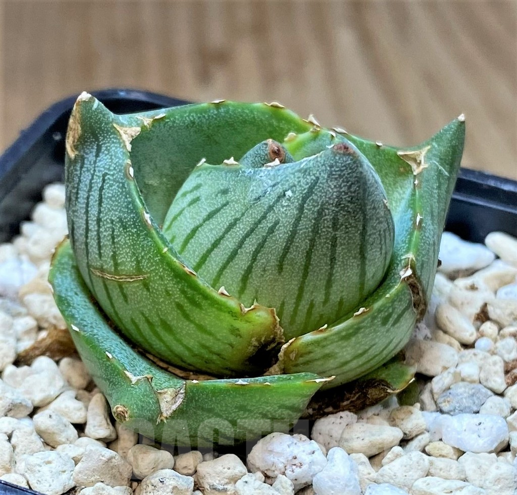 SHPR40154 Agave pumila - Image 3