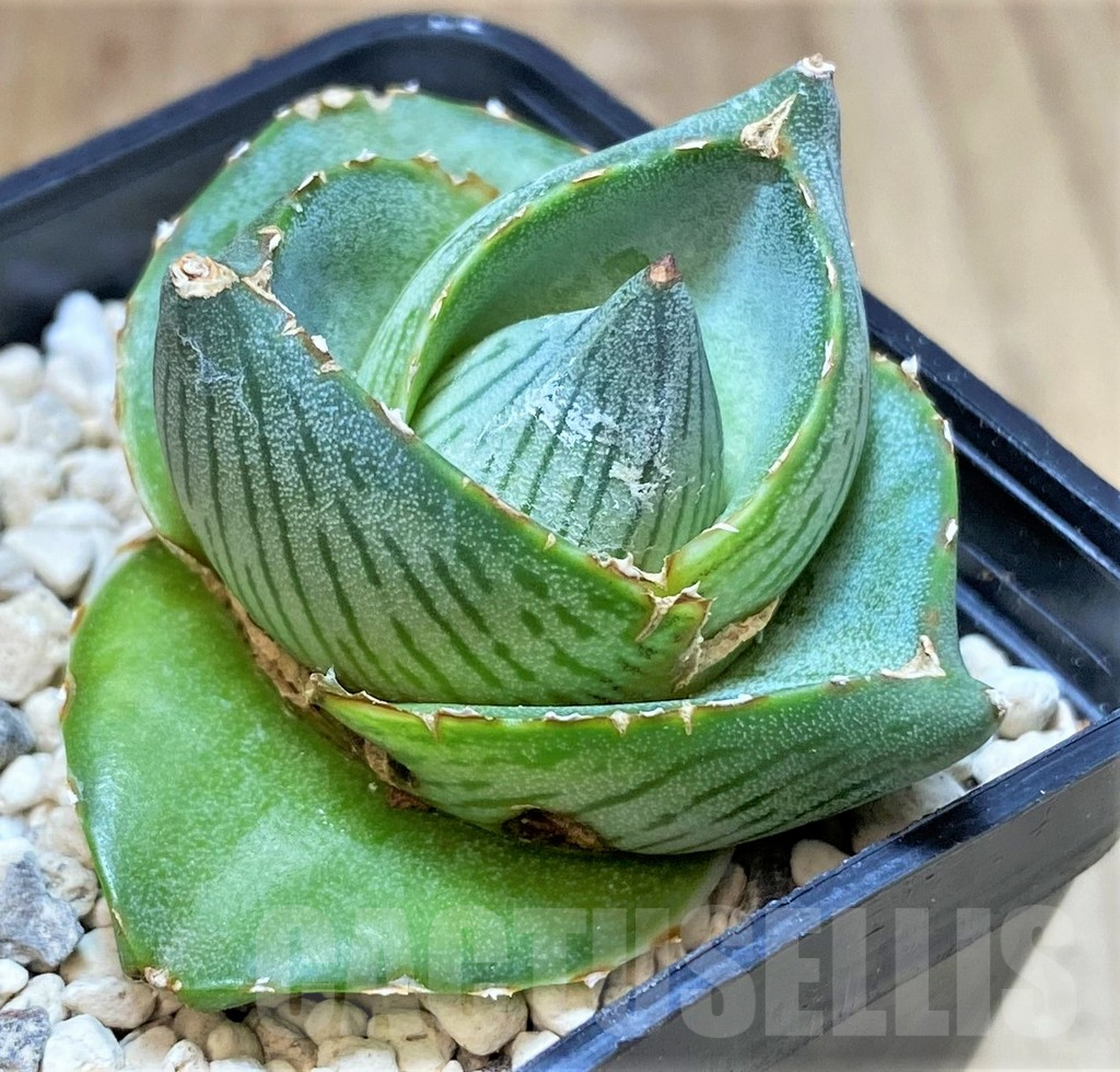 SHPR40156 Agave pumila - Image 2