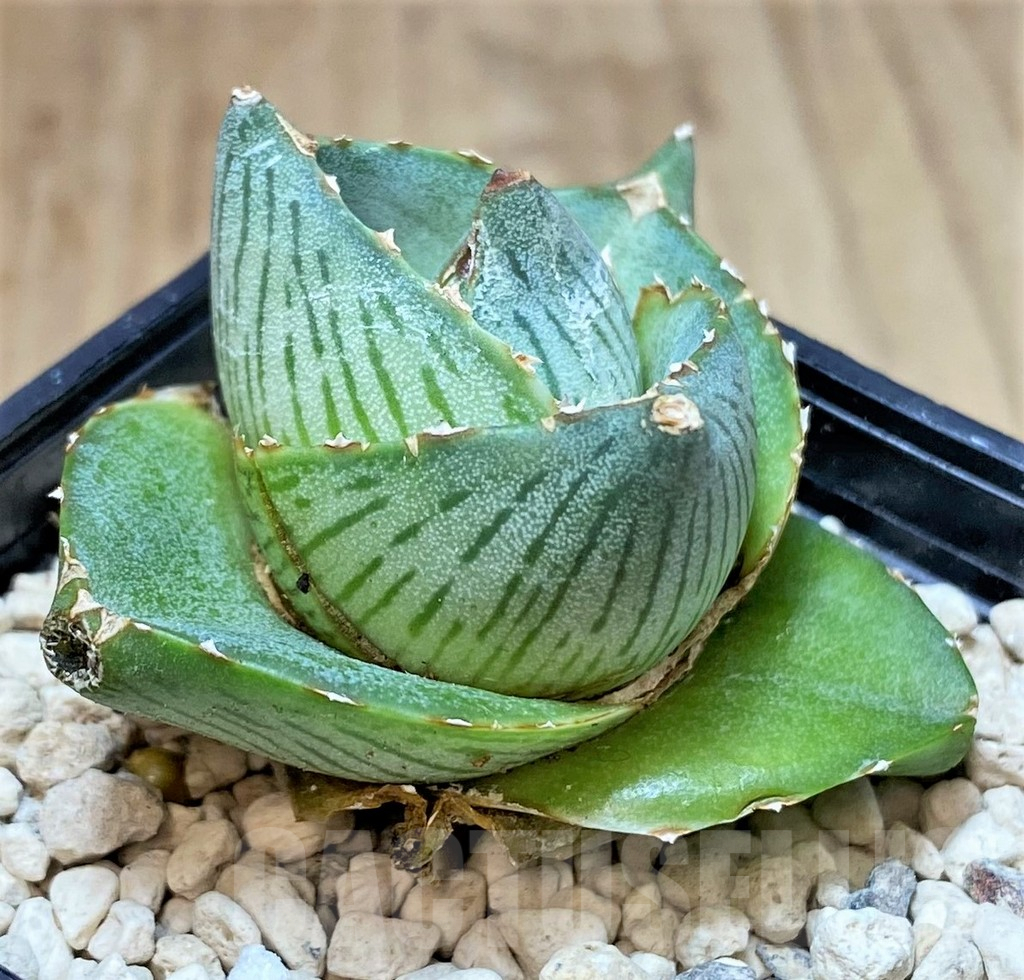 SHPR40156 Agave pumila