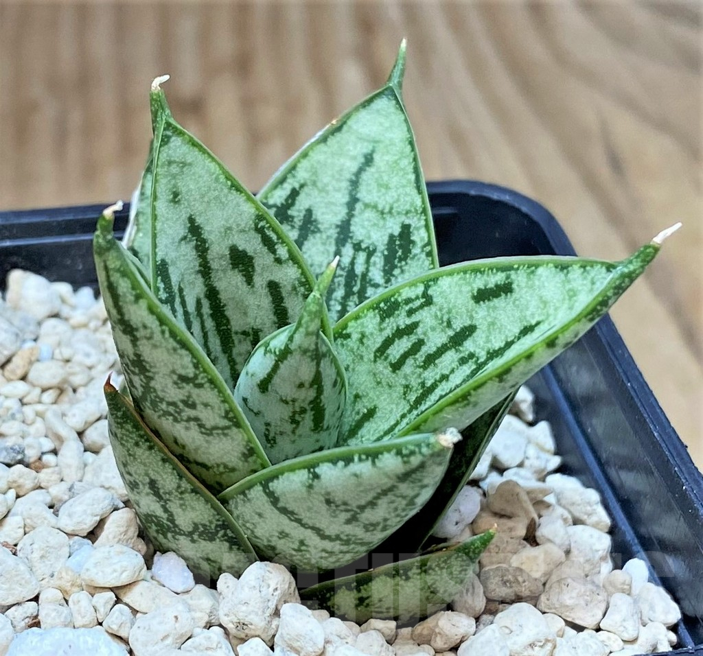SHPR40157 Sansevieria 'Margarita'