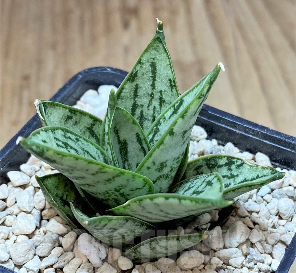 SHPR40157 Sansevieria 'Margarita' - Image 2