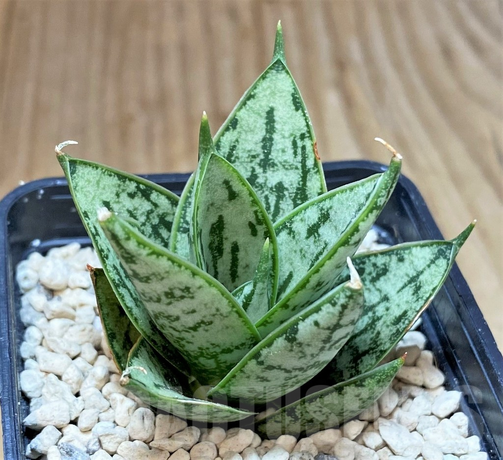 SHPR40158 Sansevieria 'Margarita' - Image 2