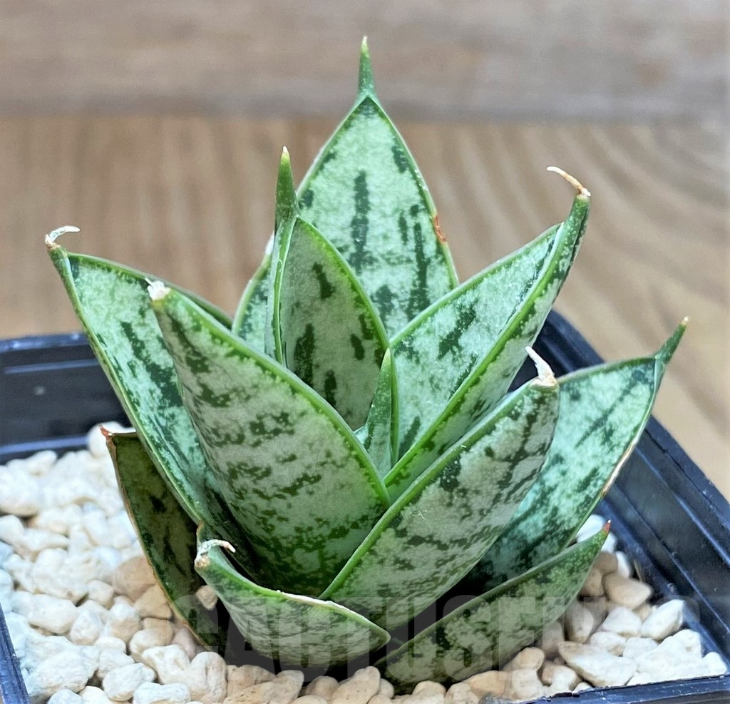 SHPR40158 Sansevieria 'Margarita'