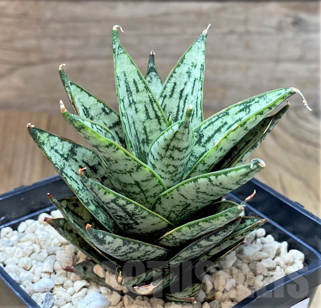 SHPR40159 Sansevieria 'Margarita'
