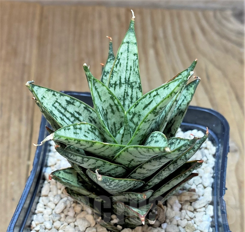 SHPR40159 Sansevieria 'Margarita' - Imagen 2
