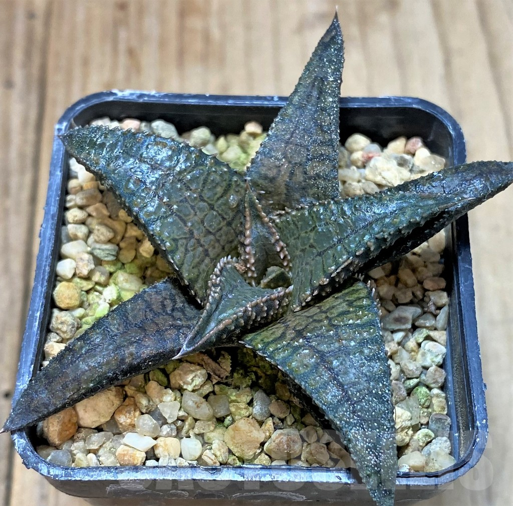 SHPR41215 Haworthia koelmaniorum 'Dragon King' - Image 2