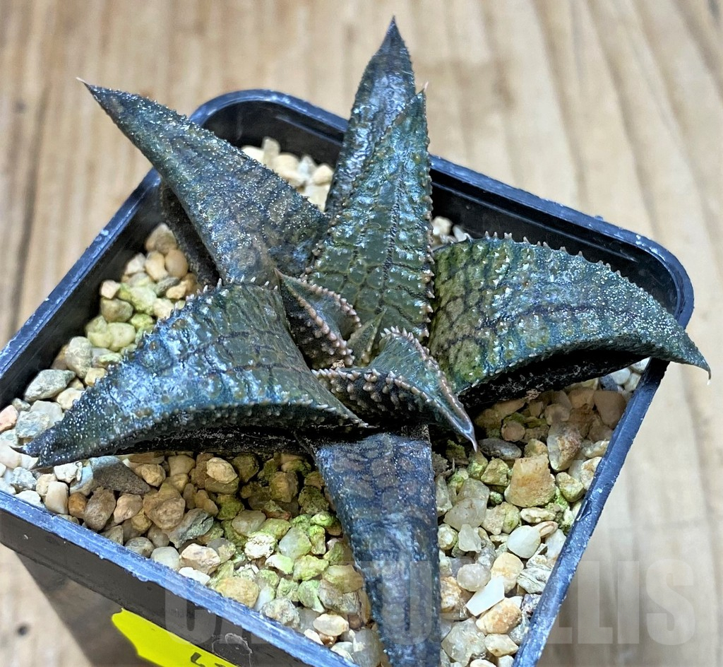 SHPR41215 Haworthia koelmaniorum 'Dragon King'