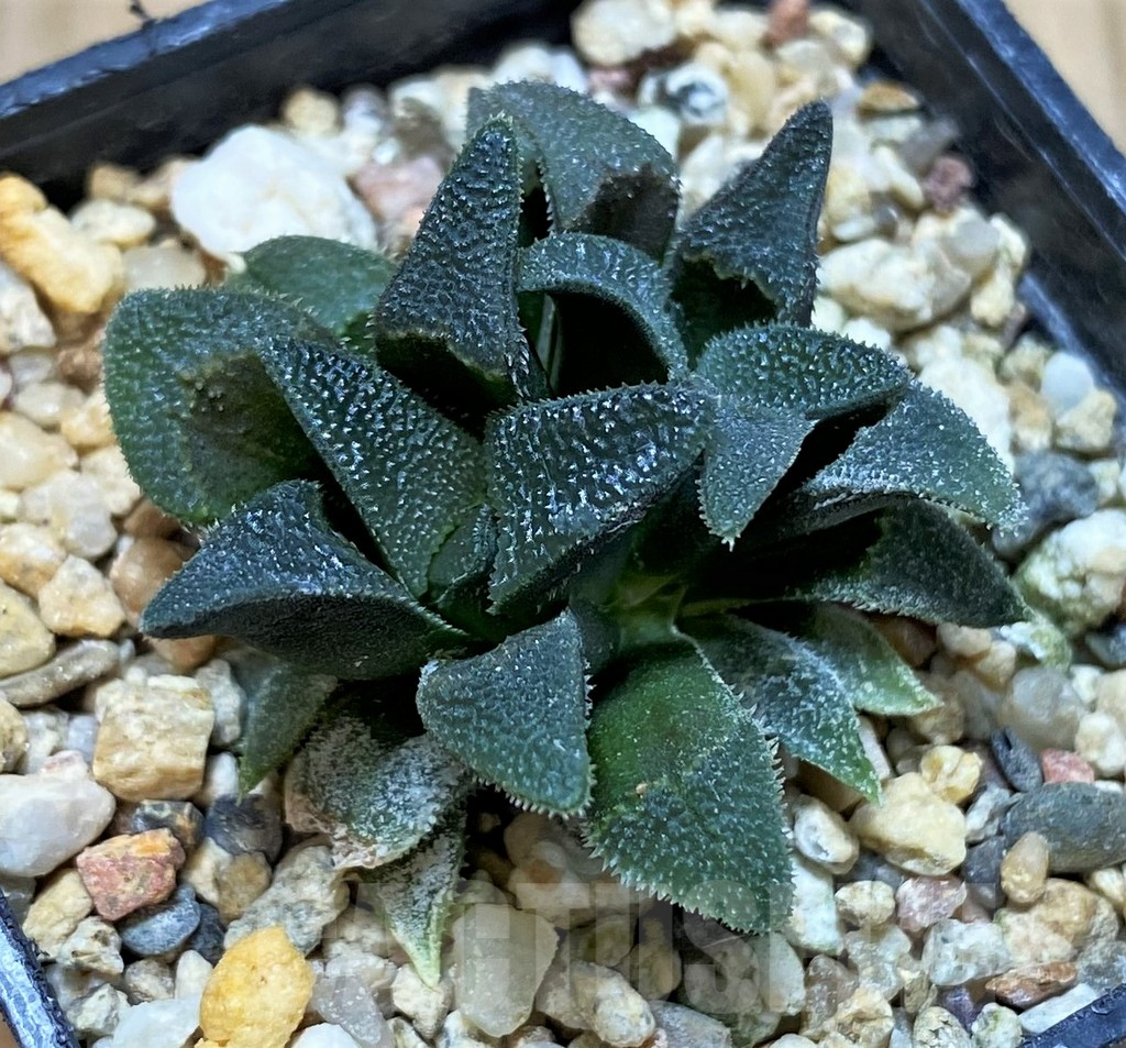 SHPR41218 Haworthia magnifica v. atrofusca