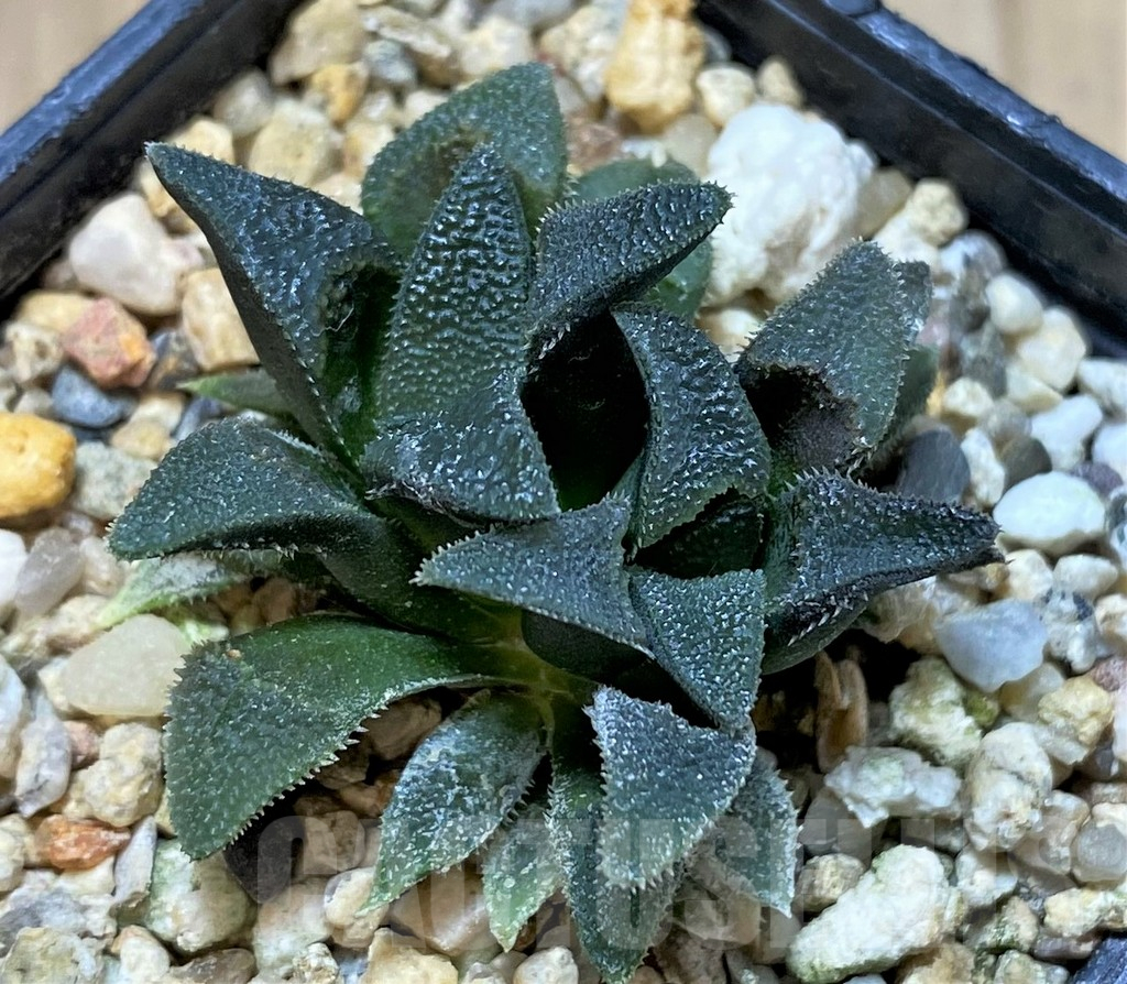 SHPR41218 Haworthia magnifica v. atrofusca - 画像 (2)