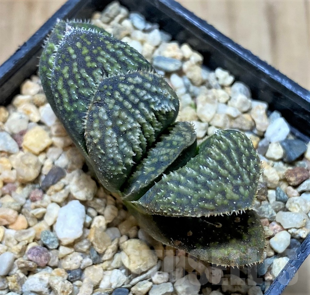 SHPR41219 Haworthia magnifica hybrid, seedling