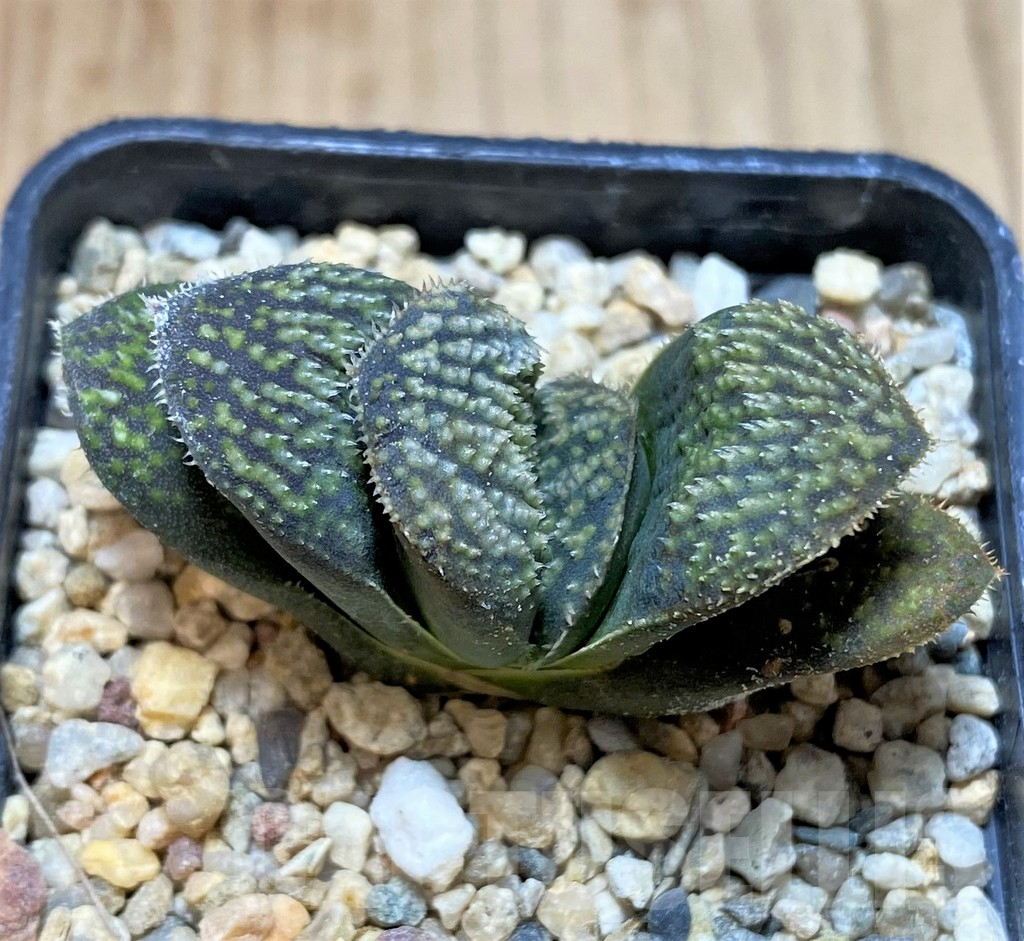 SHPR41219 Haworthia magnifica hybrid, seedling - Image 2