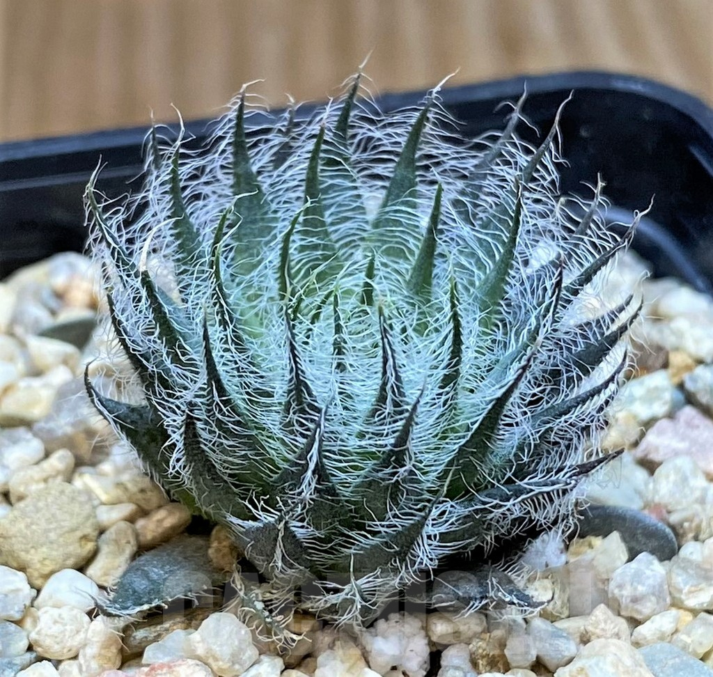 SHPR41223 Haworthia odetteae -De Rust-