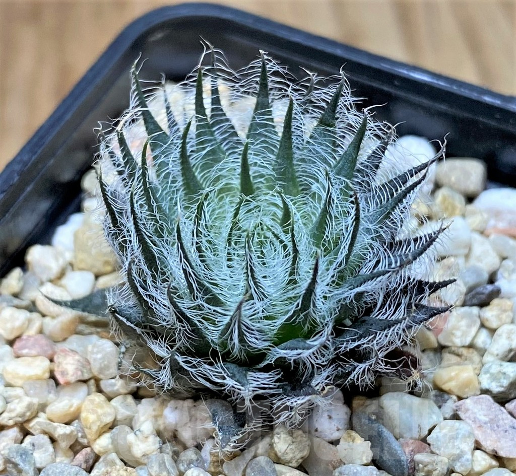 SHPR41223 Haworthia odetteae -De Rust- - Image 2