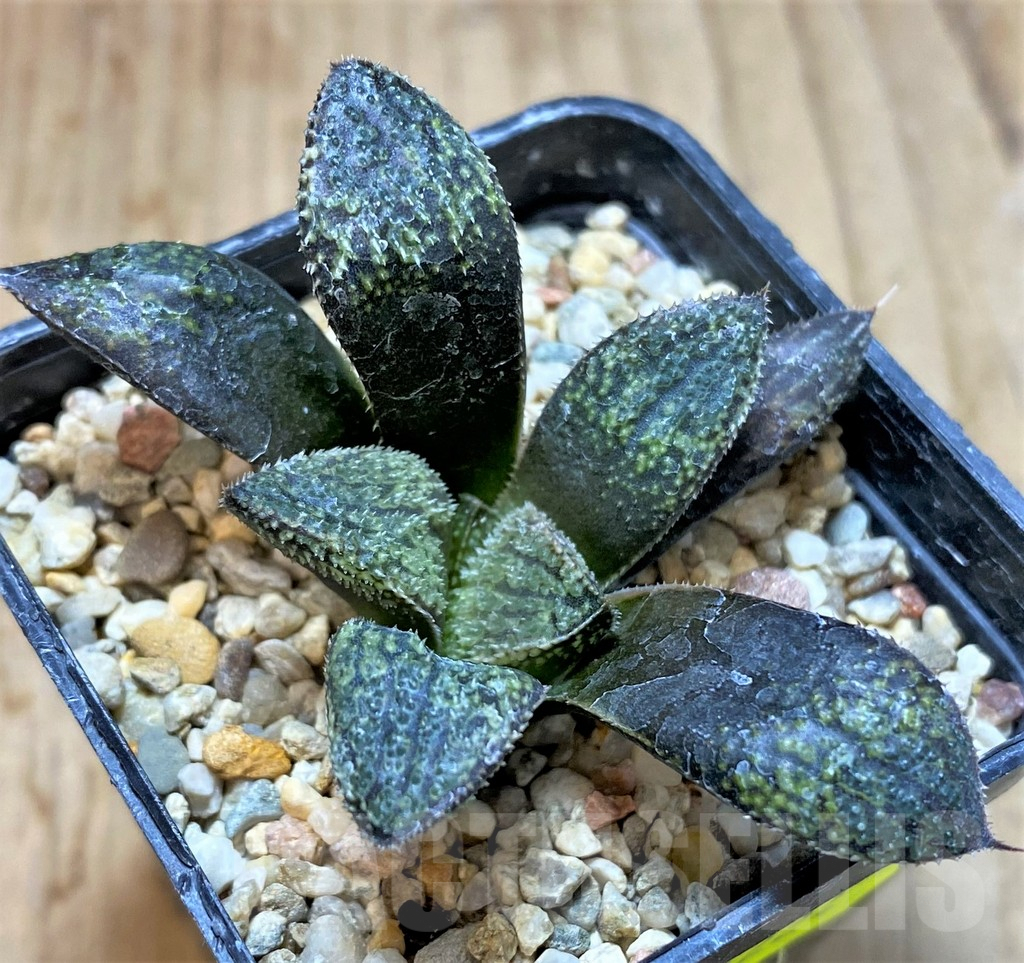 SHPR41224 Haworthia picta HRX-2 x ‘Pink Lady’ - Image 2