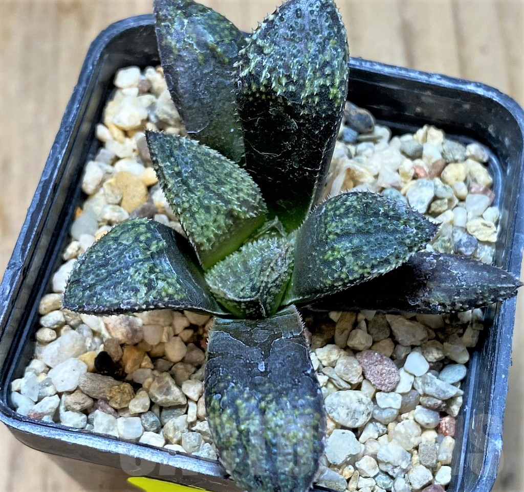 SHPR41224 Haworthia picta HRX-2 x ‘Pink Lady’