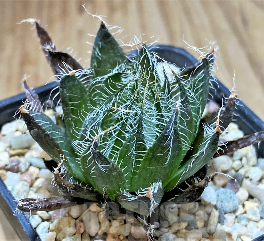 SHPR41227 Haworthia arachnoidea v. aranea