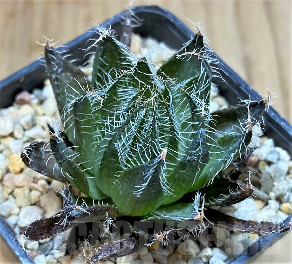 SHPR41227 Haworthia arachnoidea v. aranea - Image 2