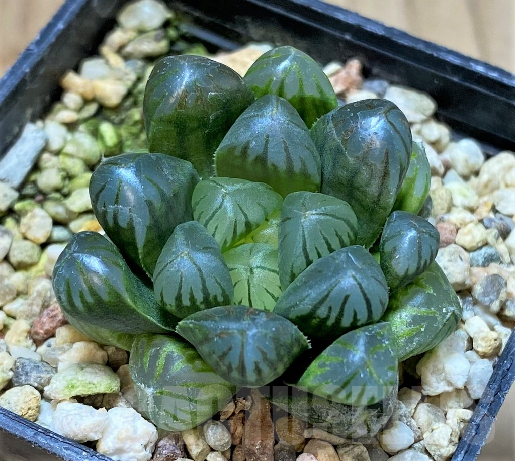 SHPR41228 Haworthia obtusa 'Purple Dodson' F2 hybrid - Image 2