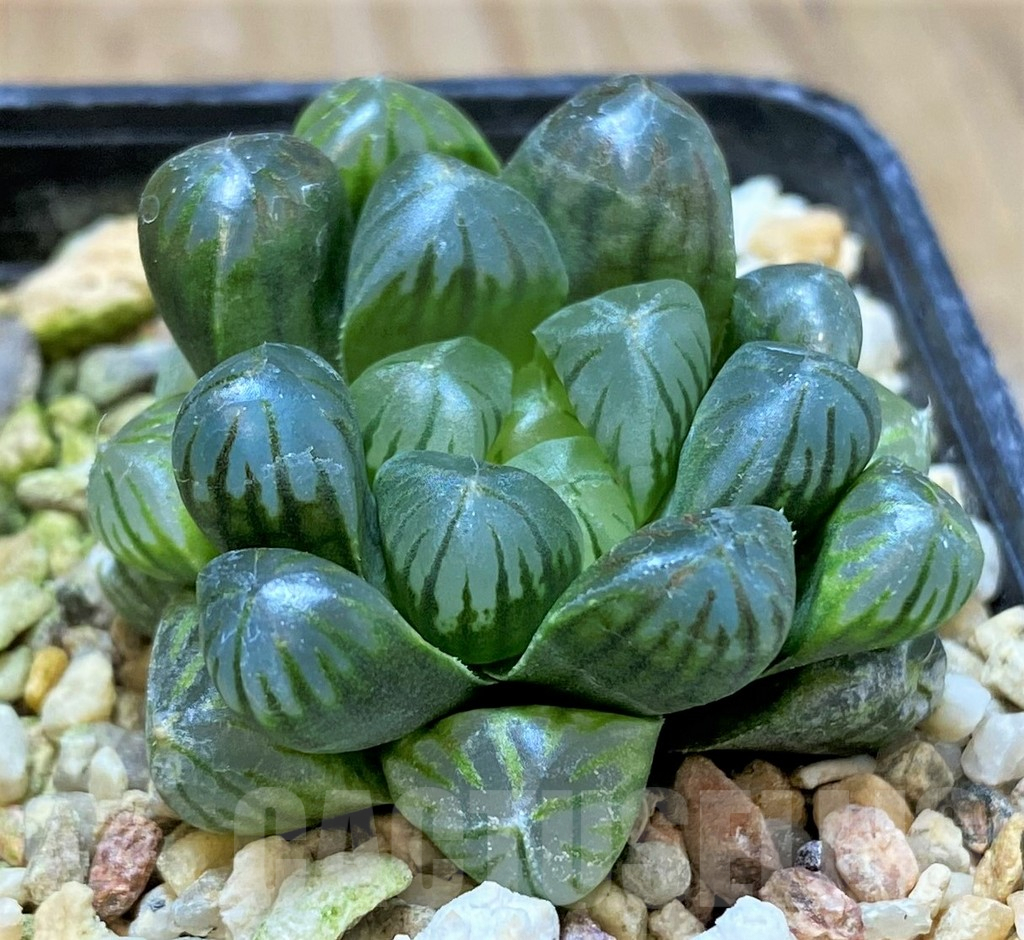 SHPR41228 Haworthia obtusa 'Purple Dodson' F2 hybrid