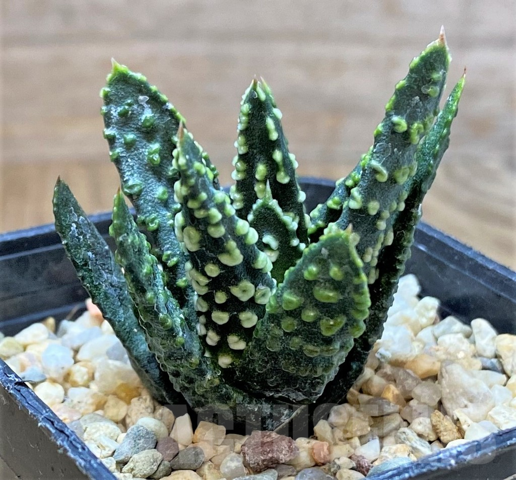 SHPR41229 Haworthia pumila -Japan-, seedling - Imagen 2