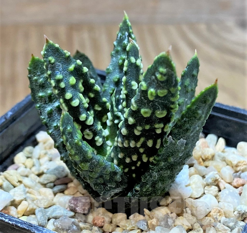 SHPR41229 Haworthia pumila -Japan-, seedling