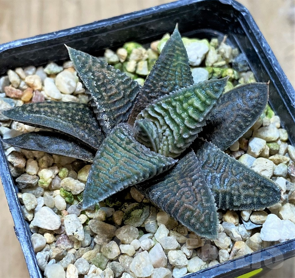 SHPR41231 Haworthia koelmaniorum x limifolia v. striata - Image 2