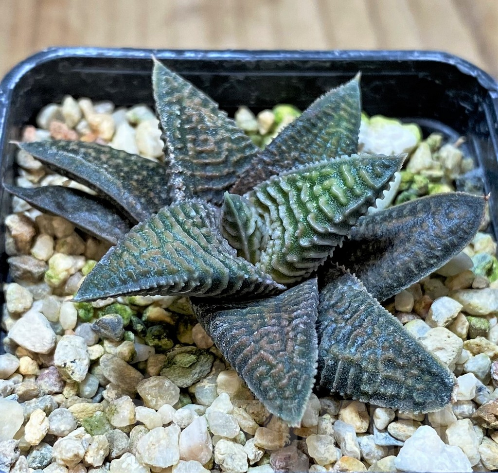 SHPR41231 Haworthia koelmaniorum x limifolia v. striata