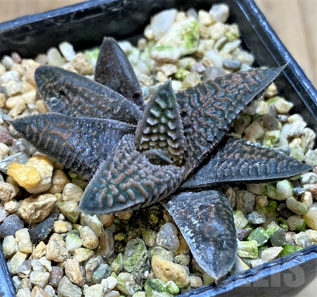 SHPR41232 Haworthia koelmaniorum x limifolia v. striata - 画像 (2)