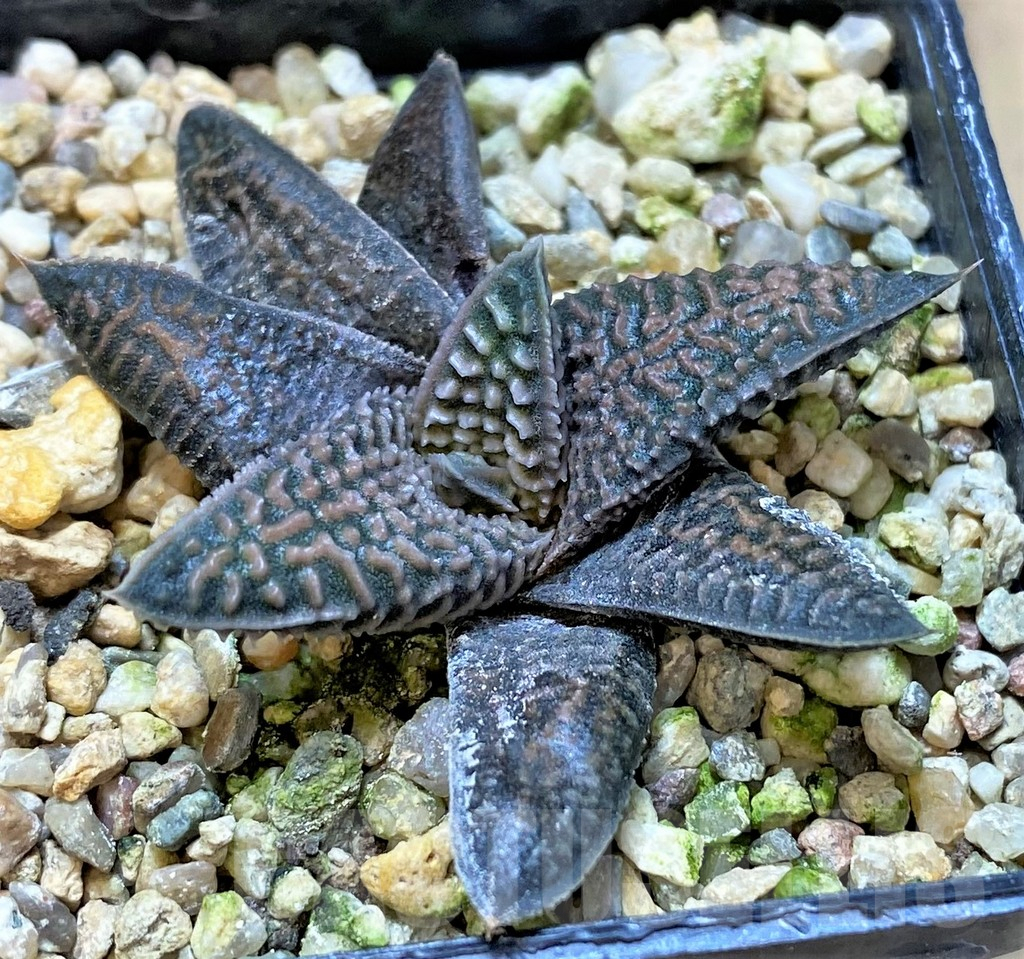 SHPR41232 Haworthia koelmaniorum x limifolia v. striata