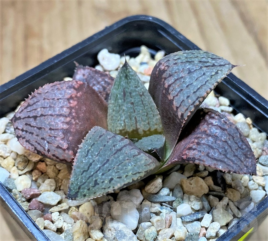 SHPR41233 Haworthia picta -Japan- hybrid - 画像 (2)