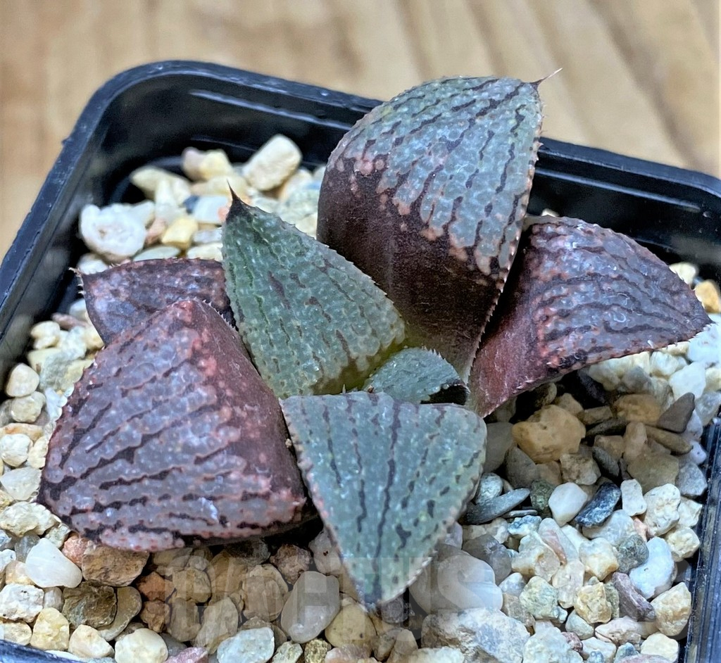 SHPR41233 Haworthia picta -Japan- hybrid